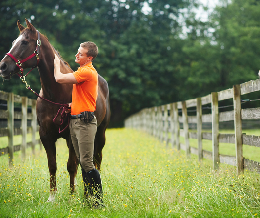 Horse worming guide: How often and when to worm adult horses?