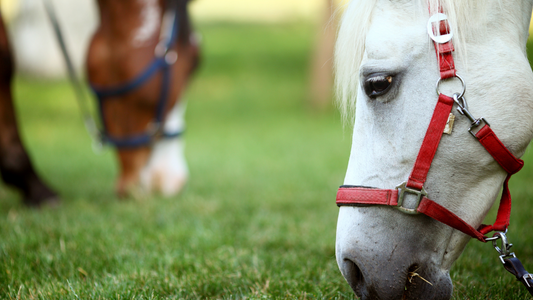 Worming horses: Why little is gained by de-worming your horse during hot summer weather?