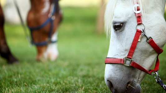 Worming horses: 5 Hot tips for saving money and wormers this summer