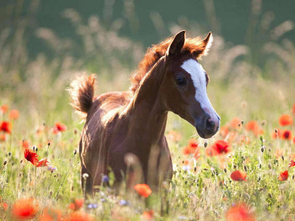 Systematic review of gastrointestinal nematodes of horses from Australia