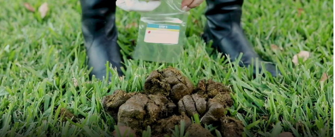 Worm control management Faecal Egg Count Horse Test Kits Worm egg count Kit Australia