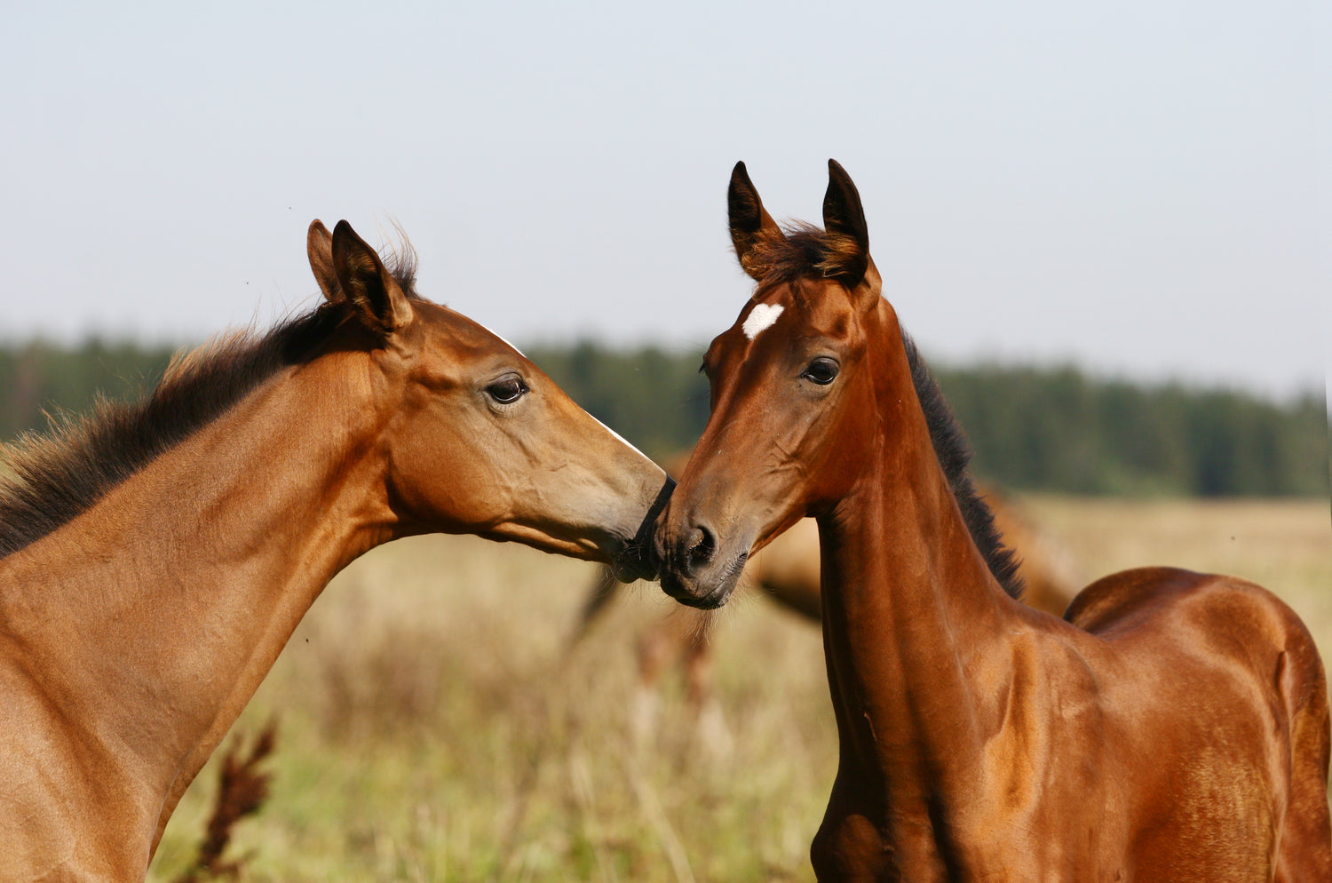 Treat your horses right