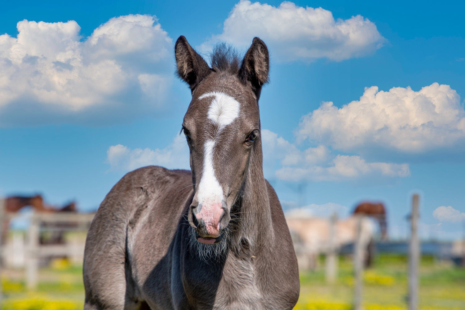 For horses less than 3 years of age