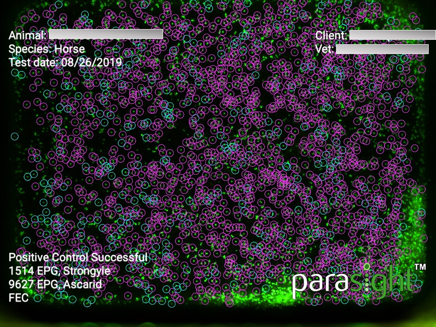 Foals and parasites roundworm redworm bloodworm