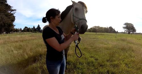 How to help your horse overcome anxiety towards worming or other oral medications?