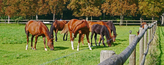 Horse dewormer with faecal egg count horse