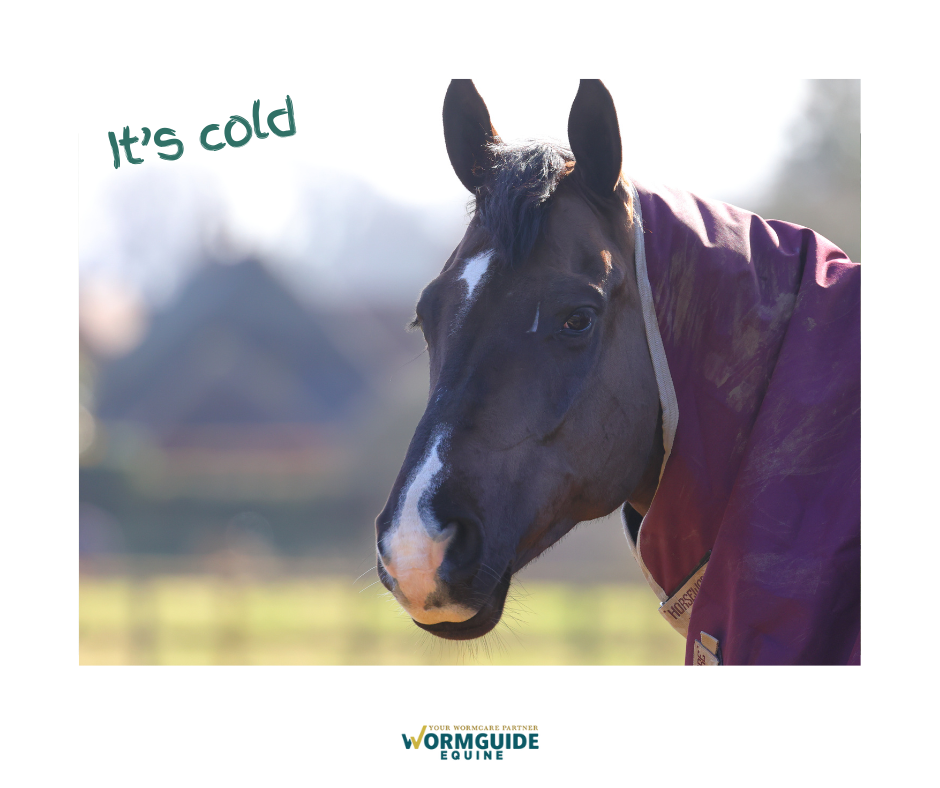 Worming horses: How do horse worms feel about winter weather?