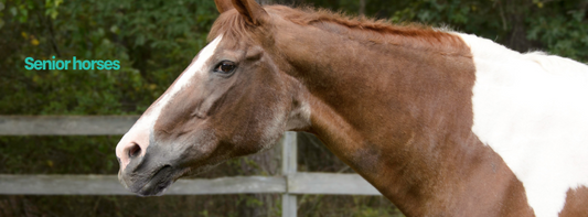 Worming horses: How are senior horses different?