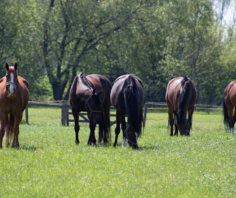 Why do we need to handle our horse deworming products with care?