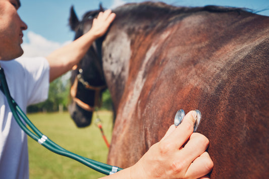 Colic in horses signs of colic in horses when to call a vet