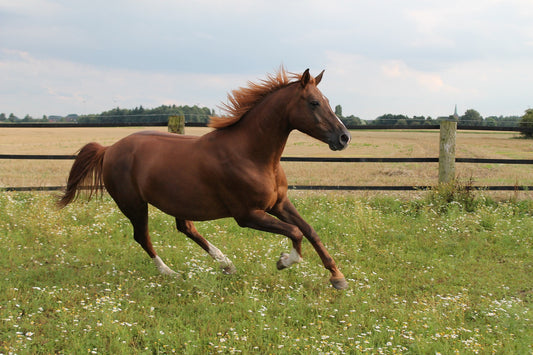 Can you deworm a horse too much?