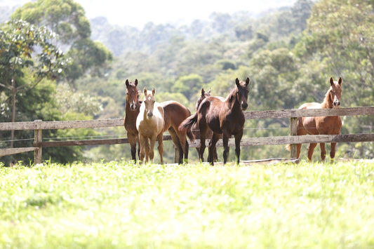 Do Foals Get Worms How to Worm A Foal