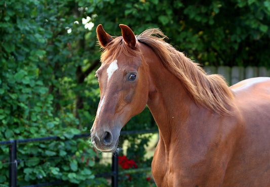 5 Horsey Old Wives` Tales & Superstitions