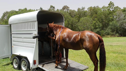 How do you take care of an OTTB horse? Faecal Egg Count counting Kits Australia Racing OTTB