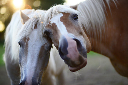 Understanding Worm Egg Counts and Faecal Egg Counts Horses Worming