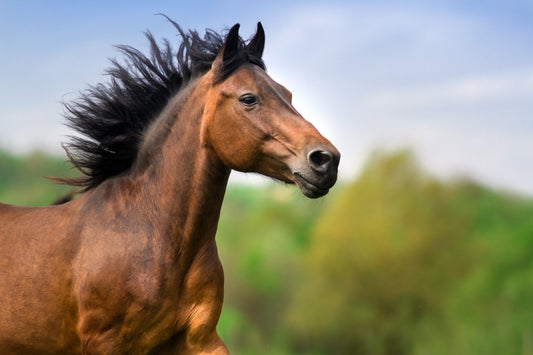 Faecal Worm Egg Counts Kits Worming for Horses Fecal Egg counting 