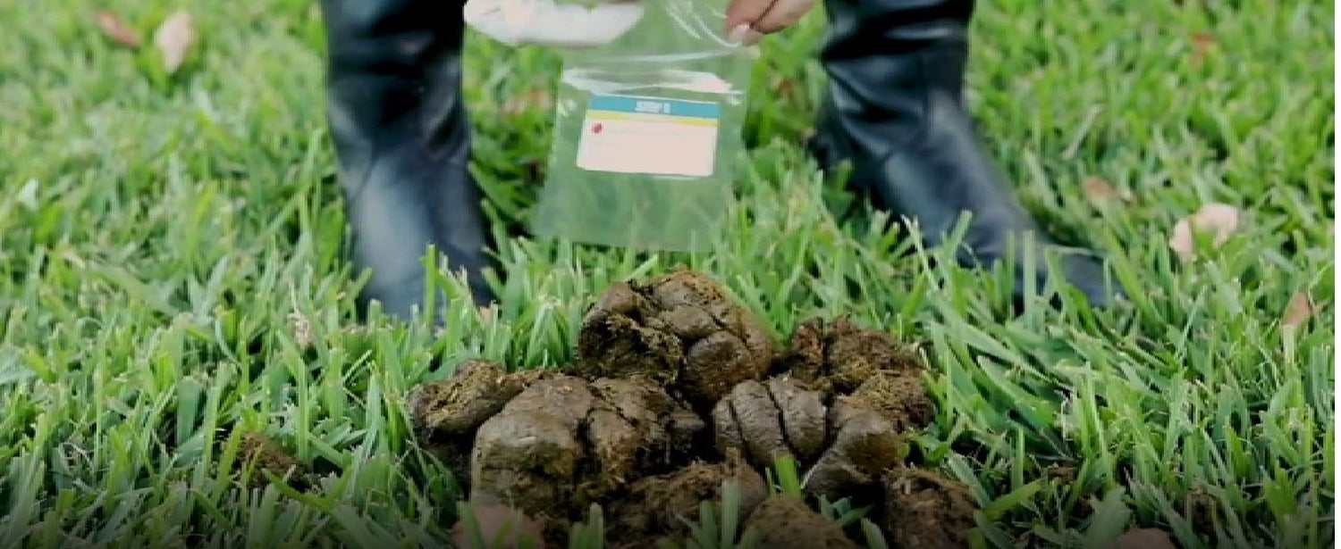 What is a Faecal Egg Count? WormGuide Equine