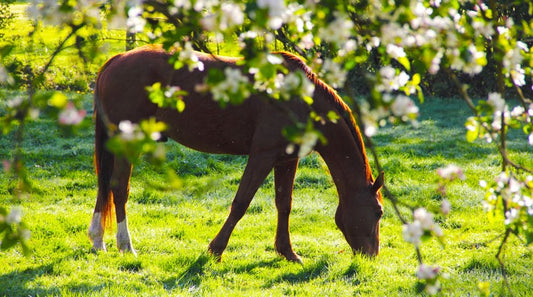 Deworming Horses Faecal Worm Egg Counting Australia Horses Foals