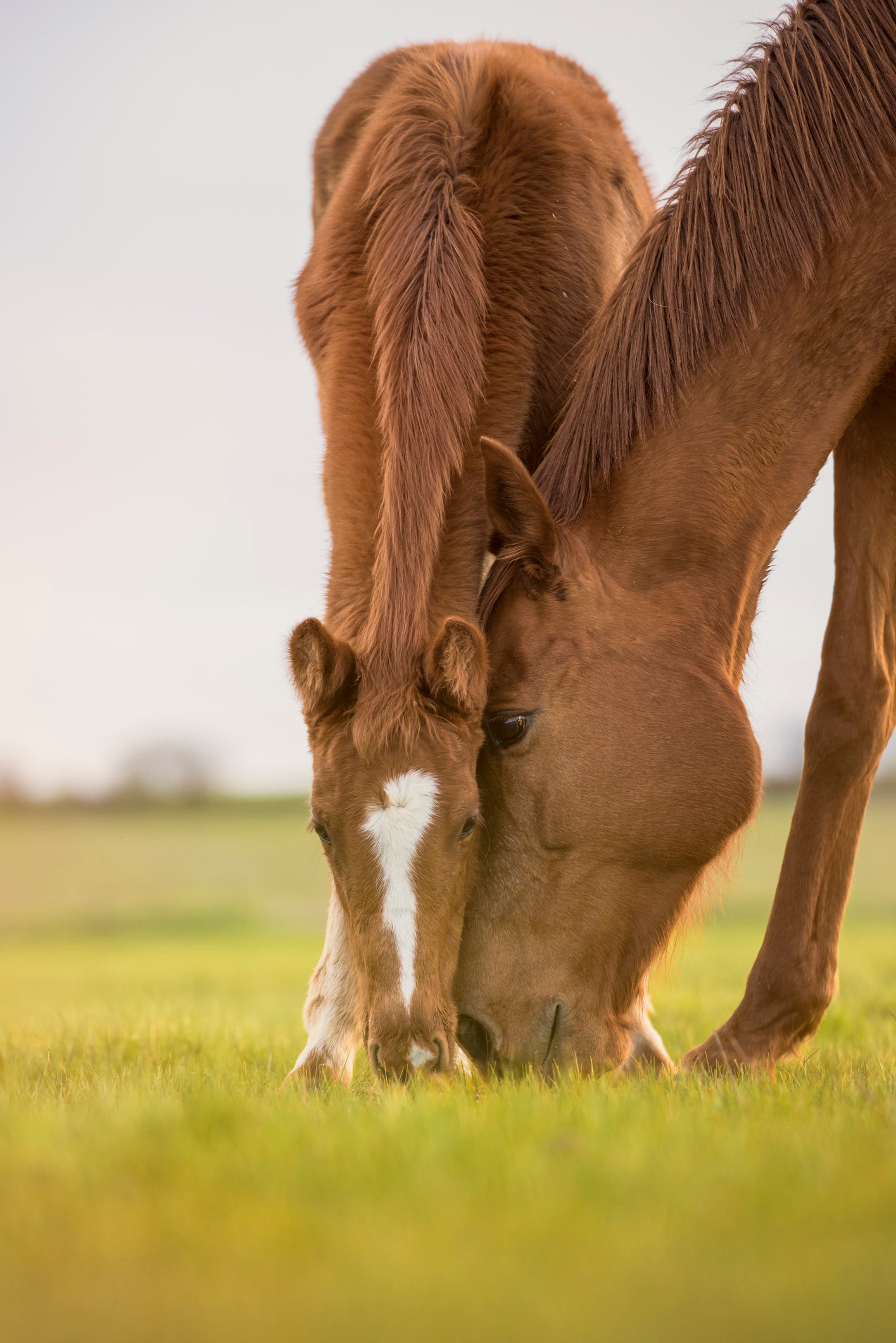 How to give your young horse the special worm control attention they need